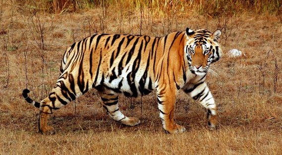 The South Asian Tiger - Asian Animal Awareness